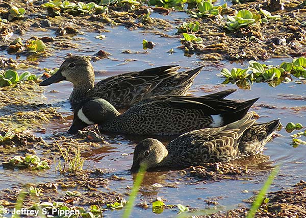 Blue-winged Teal (Anas discors)