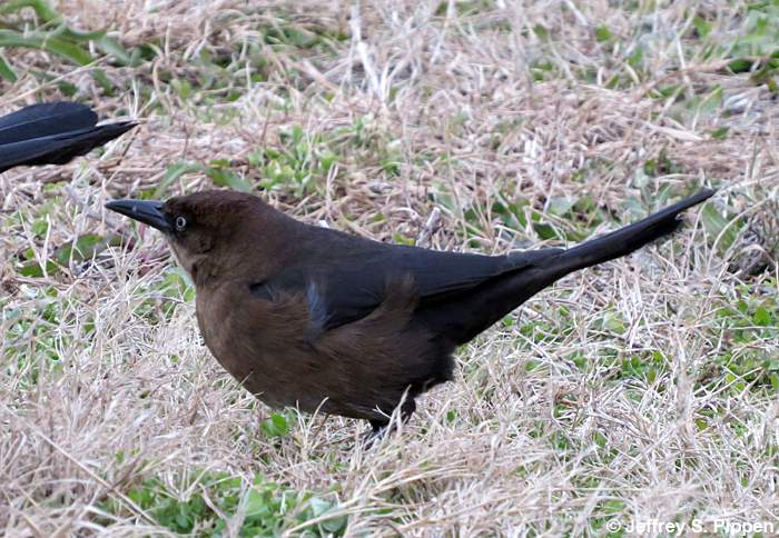 Boat-tailed Grackle (Quiscalus major)