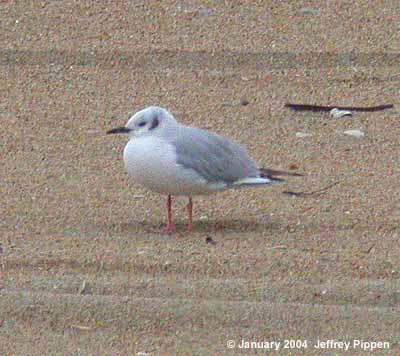 Bonaparte's Gull (Larus philadelphia)