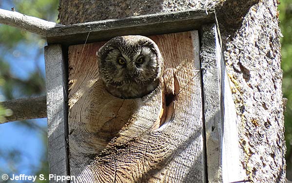 Boreal Owl (Aegolius funereus)