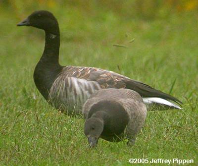Brant (Branta bernicla hrota)