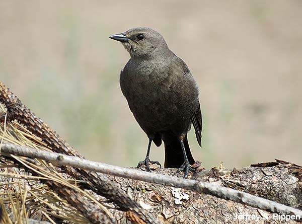 Brewer's Blackbird (Euphagus cyanocephalus)