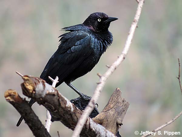 Brewer's Blackbird (Euphagus cyanocephalus)