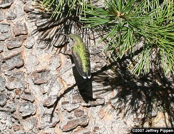 Broad-tailed Hummingbird (Selasphorus platycercus)