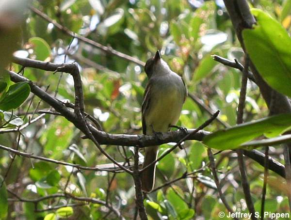 Brown-crested Flycatcher (Myiarchus tyrannulus)