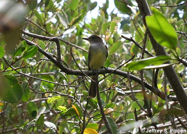 Brown-crested Flycatcher (Myiarchus tyrannulus)