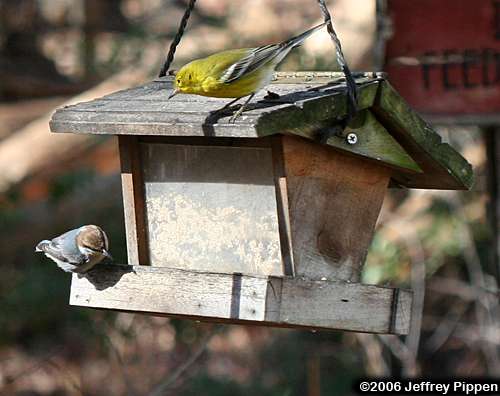 Brown-headed Nuthatch (Sitta pusilla)