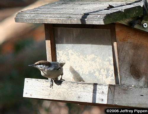 Brown-headed Nuthatch (Sitta pusilla)