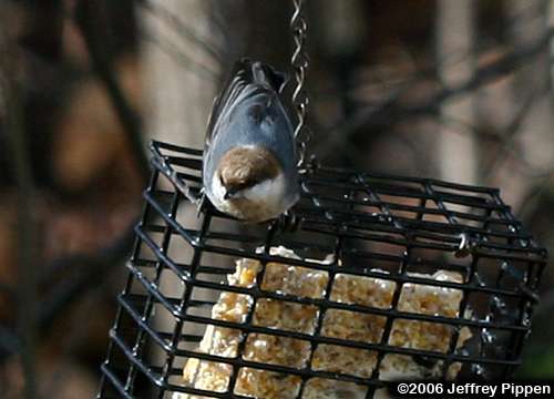 Brown-headed Nuthatch (Sitta pusilla)