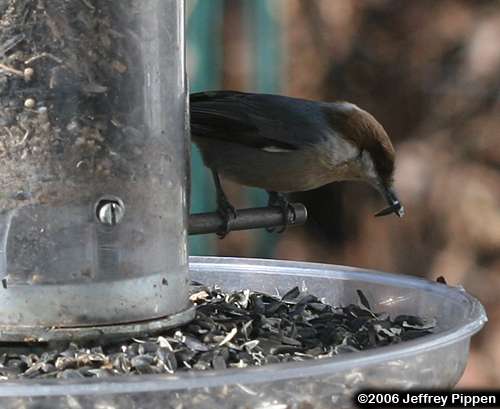 Brown-headed Nuthatch (Sitta pusilla)