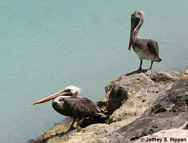 Brown Pelican (Pelicanus occidentalis)