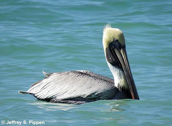 Brown Pelican (Pelicanus occidentalis)