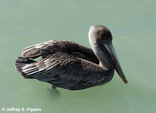 Brown Pelican (Pelicanus occidentalis)