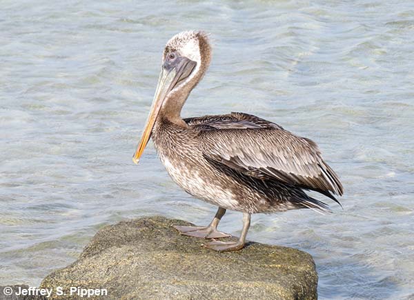 Brown Pelican (Pelicanus occidentalis)