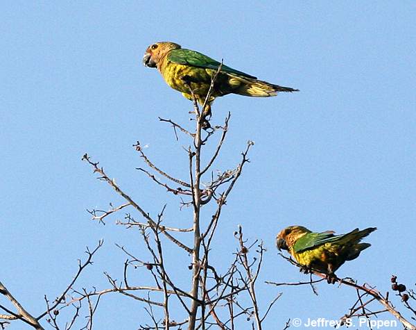 Aruban Brown-throated Parakeet (Aratinga pertinax arubensis)