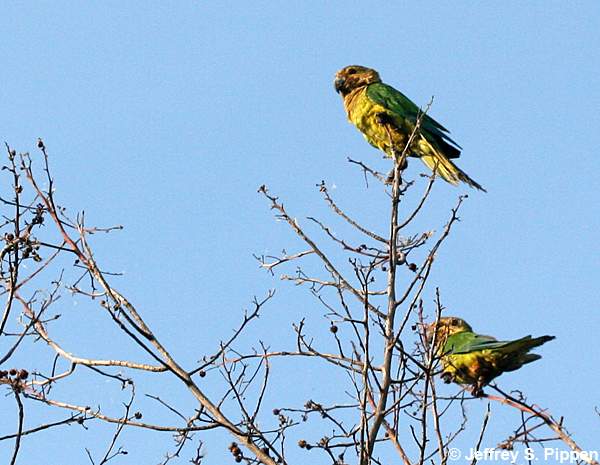 Aruban Brown-throated Parakeet (Aratinga pertinax arubensis)