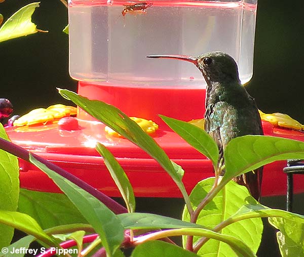Buff-bellied Hummingbird (Amazilia yucatanensis)
