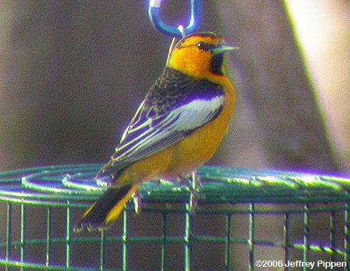 Bullock's Oriole (Icterus bullockii)