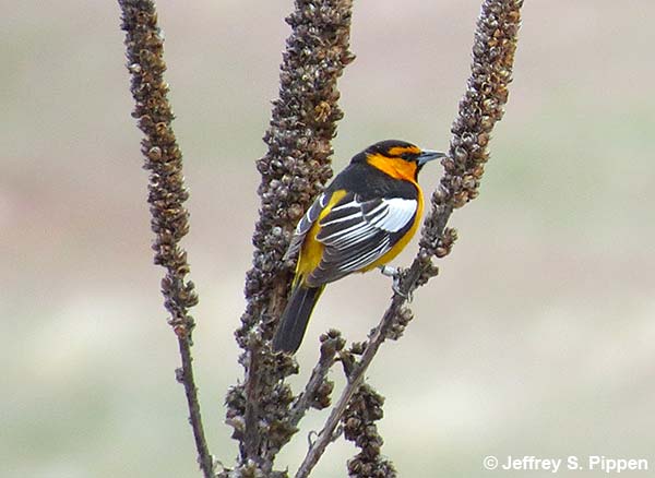 Bullock's Oriole (Icterus bullockii)