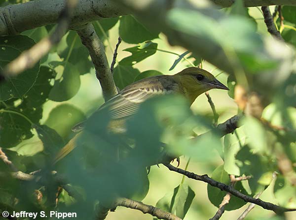 Bullock's Oriole (Icterus bullockii)