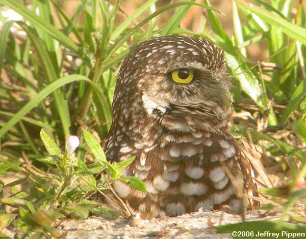 Burrowing Owl (Athene cunicularia)