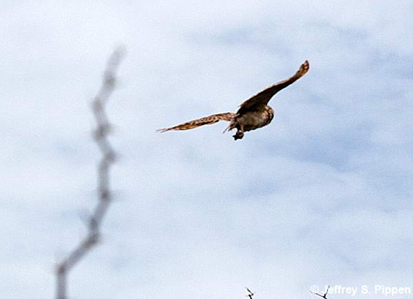 Burrowing Owl (Athene cunicularia)