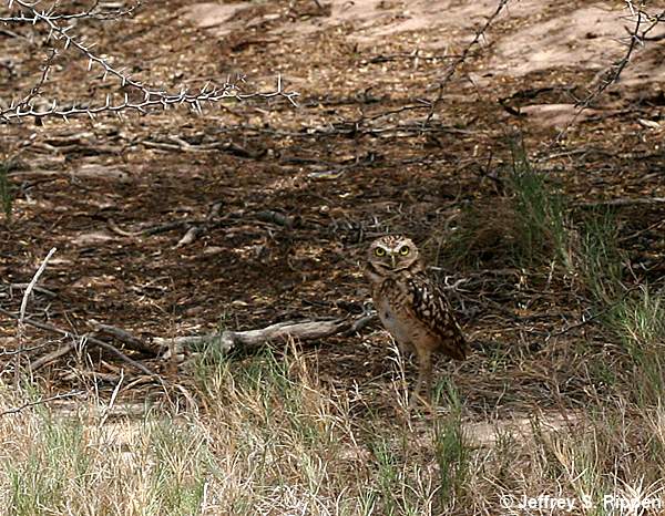 Burrowing Owl (Athene cunicularia)