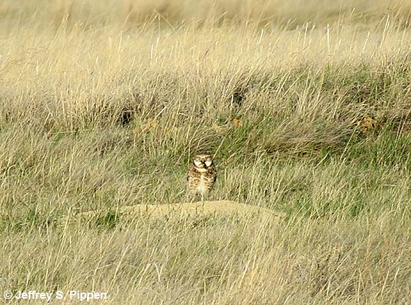 Burrowing Owl (Athene cunicularia)