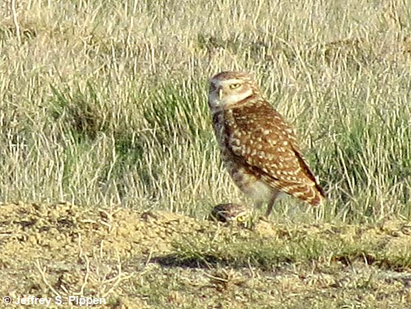 Burrowing Owl (Athene cunicularia)