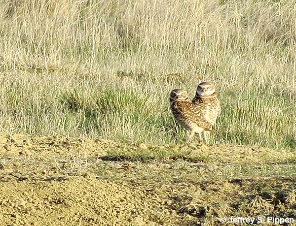 Burrowing Owl (Athene cunicularia)