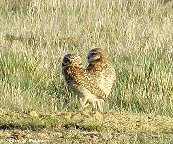 Burrowing Owl (Athene cunicularia)