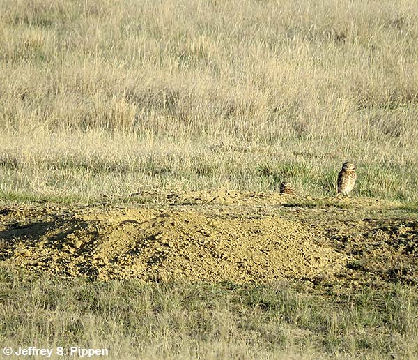 Burrowing Owl (Athene cunicularia)