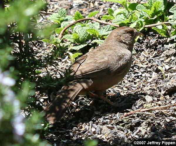 California Towhee (Pipilo crissalis)