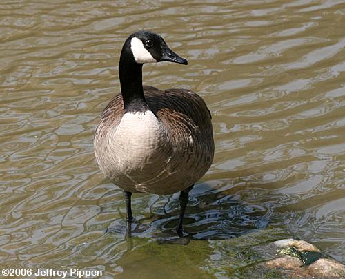 Canada Goose(Branta canadensis)