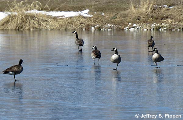Canada Goose(Branta canadensis)