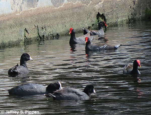 Caribbean Coot (Fulica caribaea)