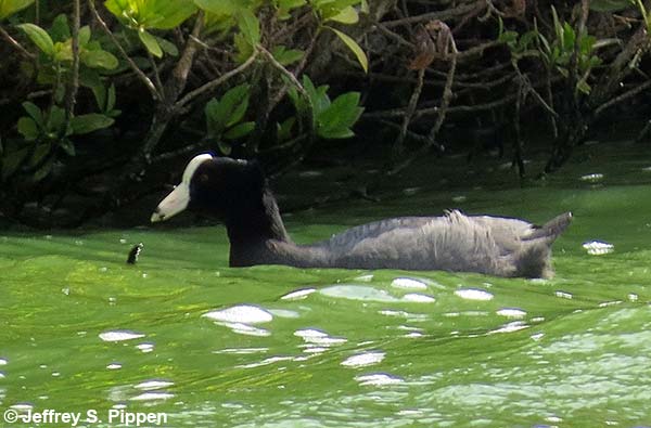 Caribbean Coot (Fulica caribaea)