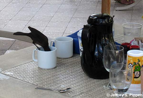 Carib Grackle (Quiscalus lugubris)