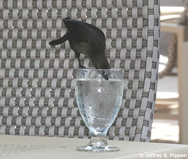 Carib Grackle (Quiscalus lugubris)