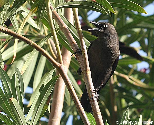 Carib Grackle (Quiscalus lugubris)