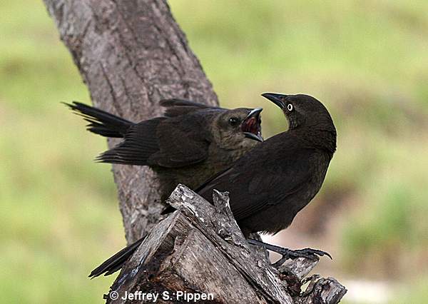 Carib Grackle (Quiscalus lugubris)