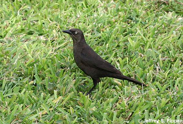 Carib Grackle (Quiscalus lugubris)