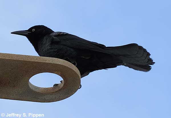 Carib Grackle (Quiscalus lugubris)