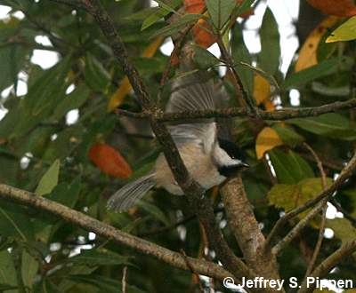Carolina Chickadee (Parus carolinensis)