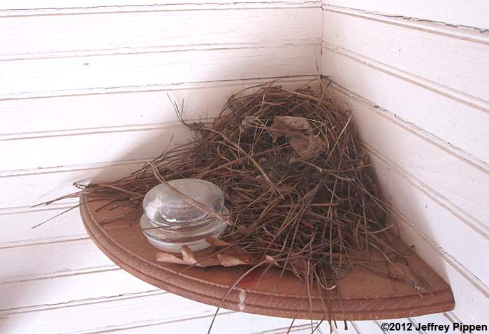 Carolina Wren (Thryothorus ludovicianus)