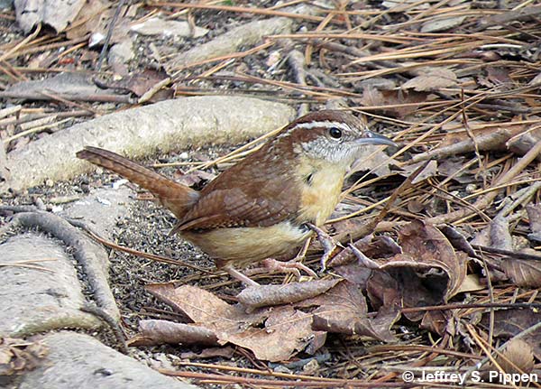 Carolina Wren (Thryothorus ludovicianus)