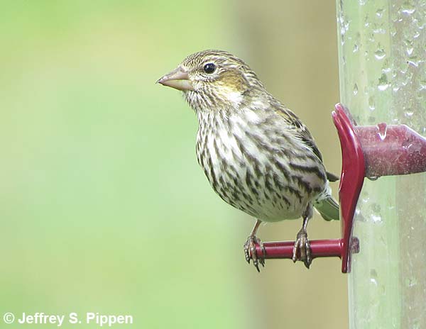 Cassin's Finch (Carpodacus cassinii)