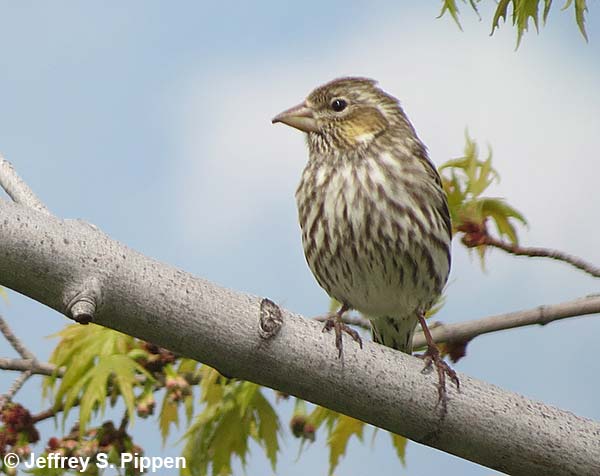 Cassin's Finch (Carpodacus cassinii)
