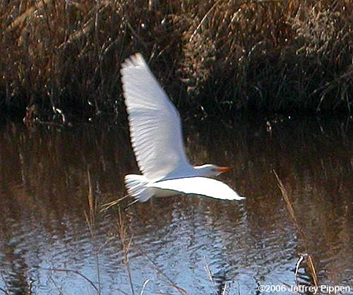 Cattle Egret (Bubulcus ibis)