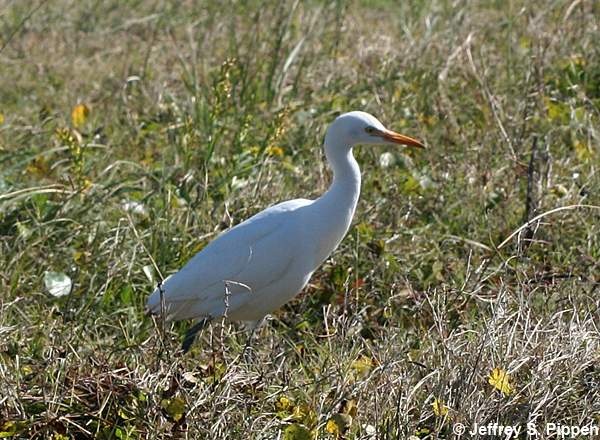 Cattle Egret (Bubulcus ibis)
